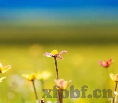 欧美成人免费草草影院视频麻豆-跨文化影视探索，欧美成人内容在特定平台的文化交融与兴趣考量